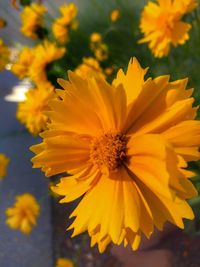 Close-up of yellow flowering plant