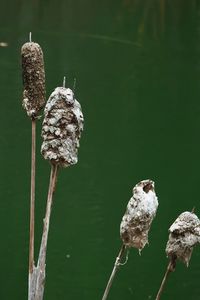 Close-up of white flower against lake