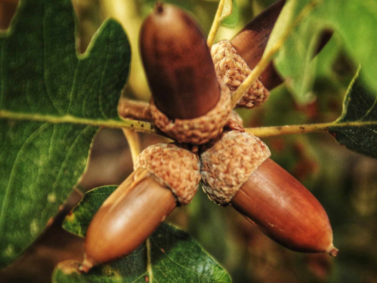 CLOSE-UP OF FRUIT ON PLANT