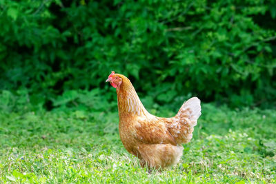 View of a bird on field