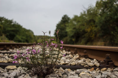 View of flowering plants by railroad track