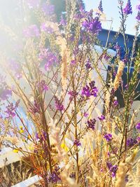 Close-up of purple flowering plants on field