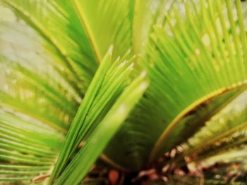 Close-up of palm leaves