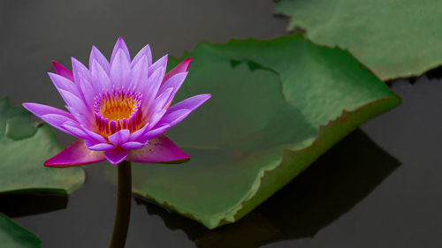 Close-up of lotus water lily in lake