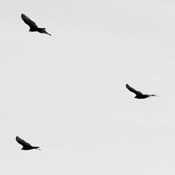 Low angle view of birds flying in sky