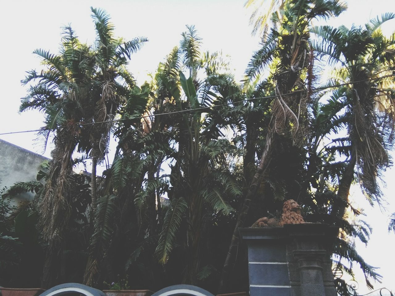 tree, palm tree, growth, no people, day, nature, outdoors, clear sky, sky