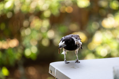 Close-up of bird perching