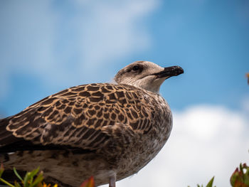 Low angle view of bird perching