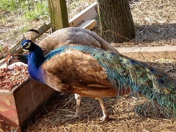 Close-up of peacock