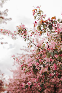 Close-up of pink cherry blossoms during spring