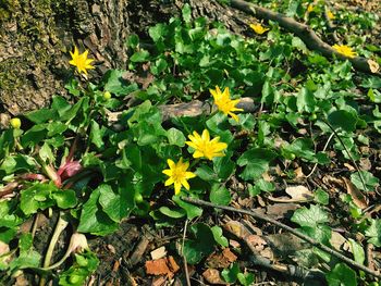 Close-up of yellow flowering plants on field