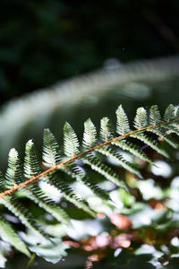 Close-up of fern leaves on tree