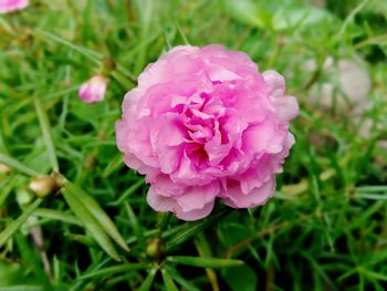 Close-up of pink rose