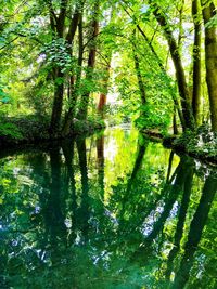 Trees by lake in forest