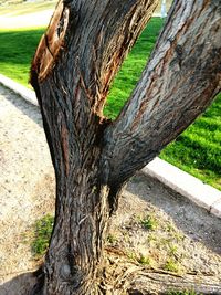 Close-up of tree trunk