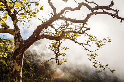 Low angle view of tree against sky