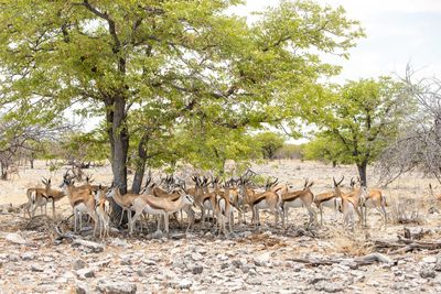 Springbok sheltering from the midday sun in etosha national park, namibia