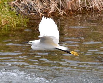 Bird flying over lake