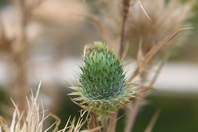 Close-up of dandelion on field