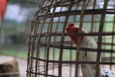 Close-up of a bird cage