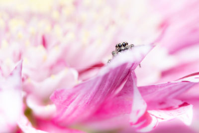 Close-up of pink flower