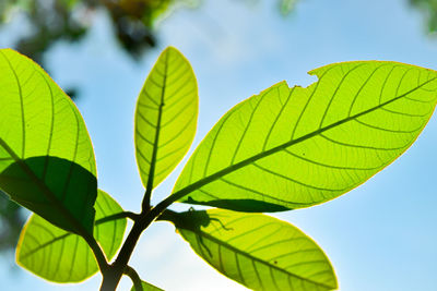 Low angle view of leaves against sky