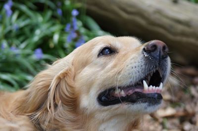 Close-up of golden retriever
