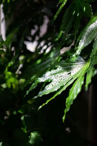 Close-up of raindrops on leaves