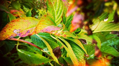 Close-up of multi colored tree