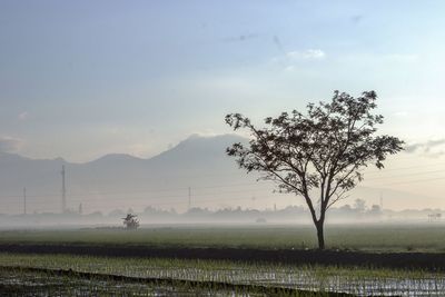 Tree on field against sky