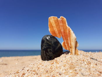 Close-up of shells on sand at beach against clear blue sky