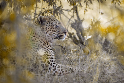 Close-up of leopard looking away while sitting by plants