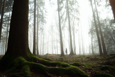 Trees in forest