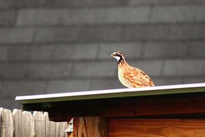 Close-up of bird perching on rooftop 