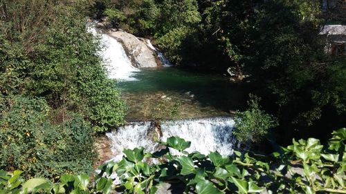 Scenic view of waterfall in forest