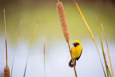 Close-up of bird perching on a plant