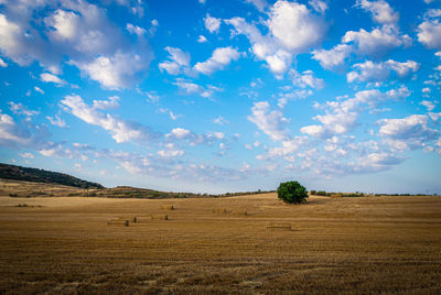 Scenic view of agricultural field against sky