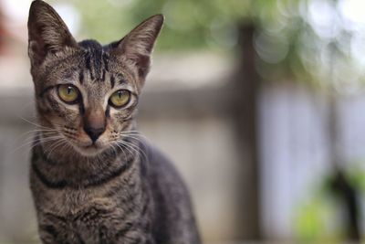 Close-up portrait of tabby cat