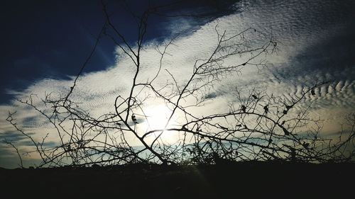 Low angle view of silhouette trees against sky