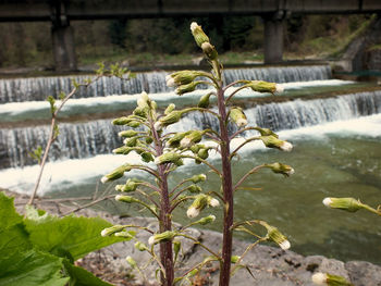 Close-up of plants against blurred background