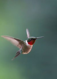 Close-up of bird on leaf