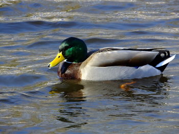 Close-up of duck swimming in lake