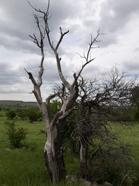 Bare trees on field against cloudy sky