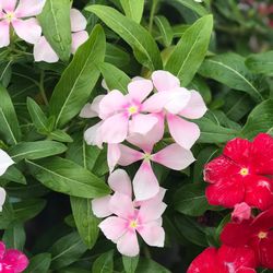 Close-up of pink flowers blooming outdoors