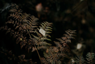 Close-up of pine tree