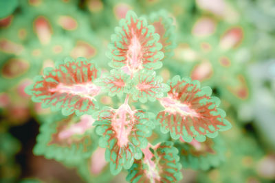 Close-up of pink flowering plant