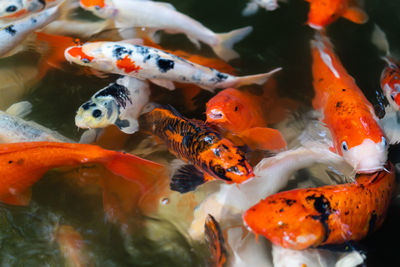 Close-up of koi carps swimming in pond