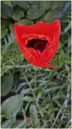 Close-up of red flower