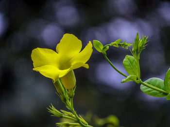 Close-up of yellow flowering plant