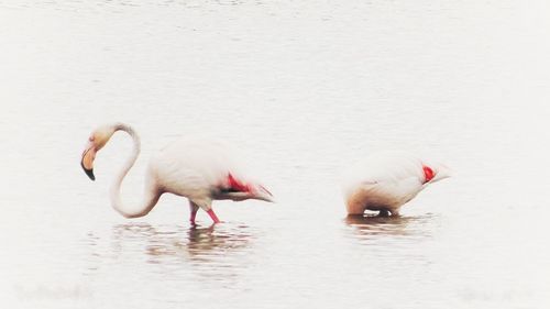 Ducks in a lake